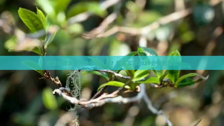 老曼峨普洱茶苦的原因