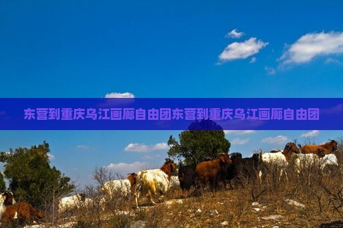 东营到重庆乌江画廊自由团