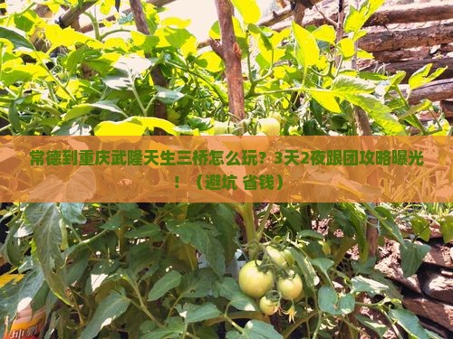 常德到重庆武隆天生三桥团体旅游