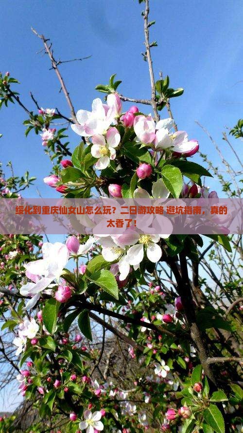 绥化到重庆仙女山二日游