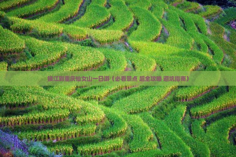 镇江到重庆仙女山一日