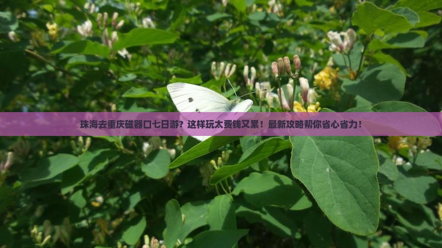 珠海去重庆磁器口七日游