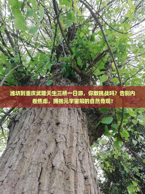 潍坊到重庆武隆天生三桥一日