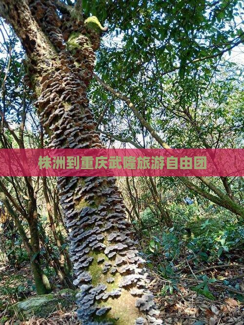 株洲到重庆武隆自由团