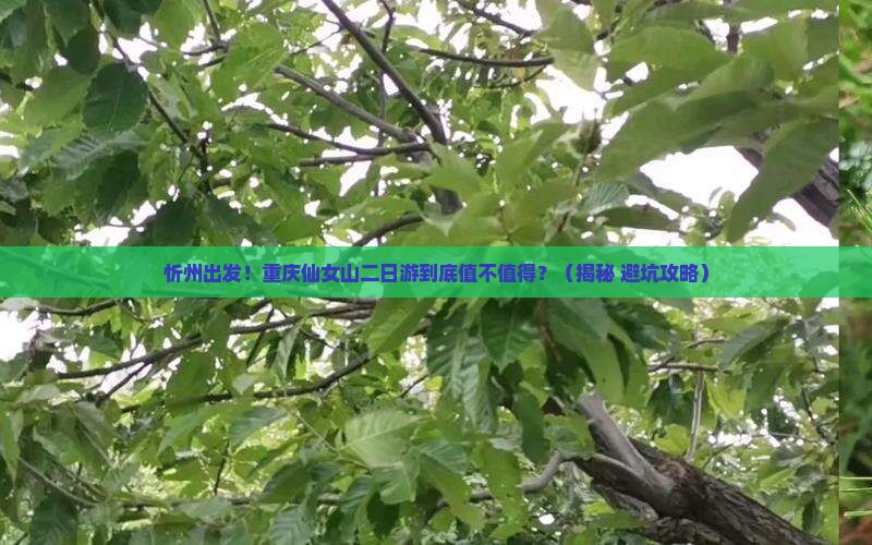 忻州到重庆仙女山二日游