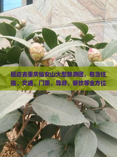 延边去重庆仙女山大型旅游团
