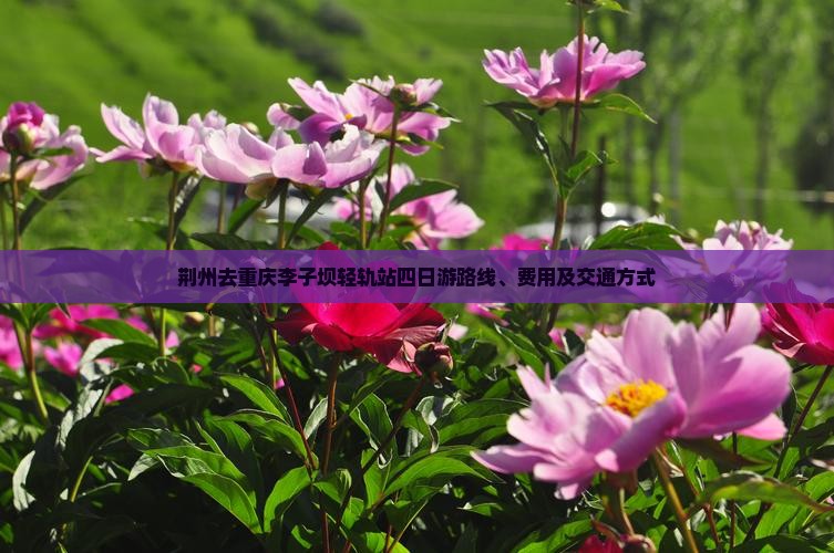 荆州去重庆李子坝轻轨站四日游