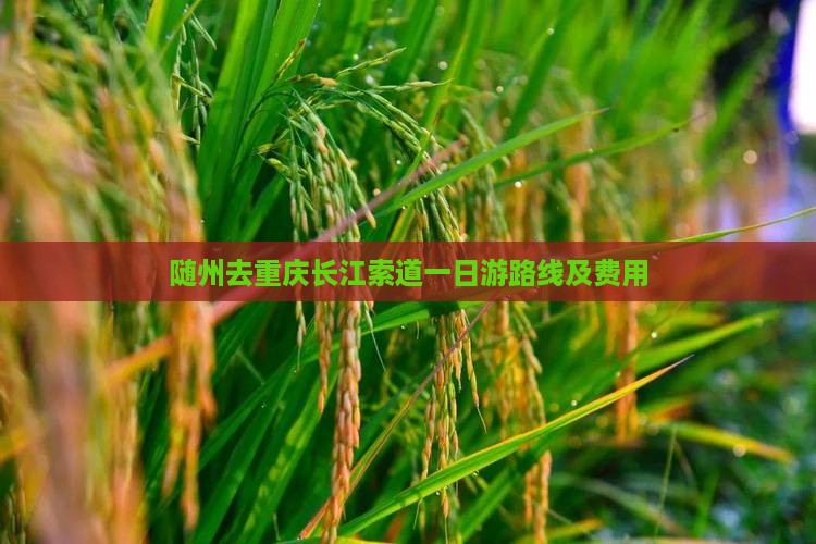 随州去重庆长江索道一日