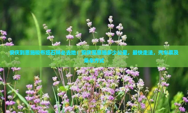 安庆到恩施梭布垭石林必去地