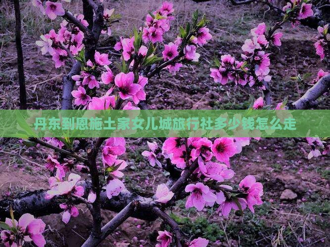 丹东到恩施土家女儿城旅行社