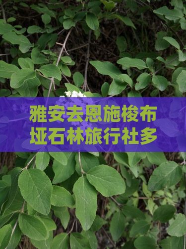 雅安去恩施梭布垭石林旅行社