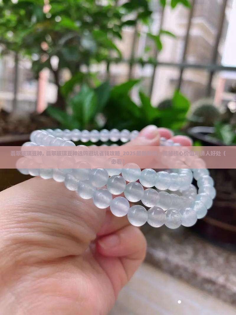 翡翠玻璃豆种