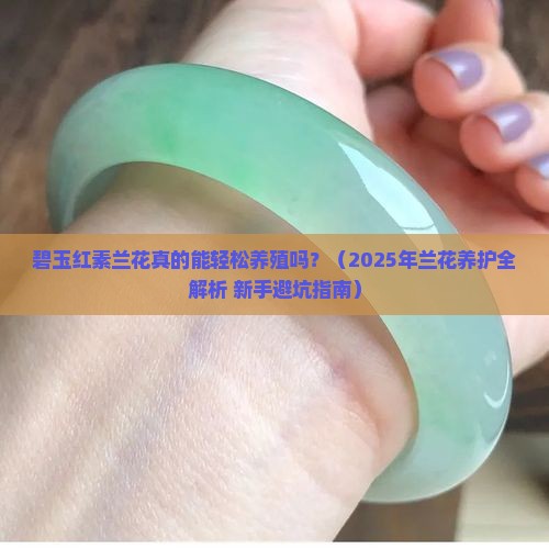 碧玉红素兰花