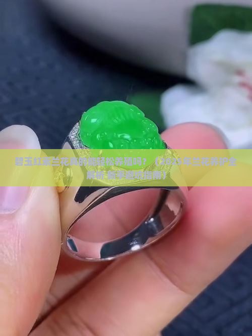 碧玉红素兰花