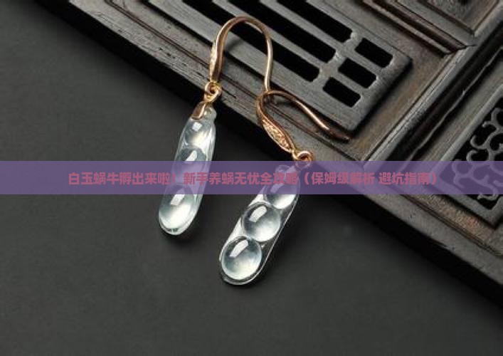 白玉蜗牛孵化出来后怎么养
