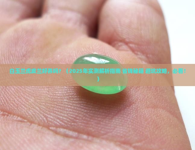 白玉兰虎皮兰好养吗