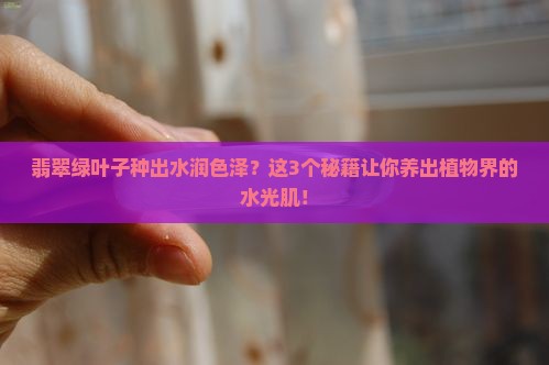 翡翠绿色叶子种好水润颜色