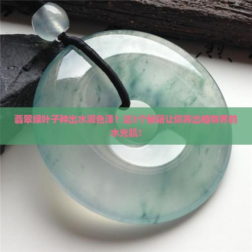 翡翠绿色叶子种好水润颜色
