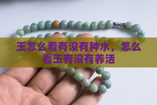 玉怎么看有没有种水