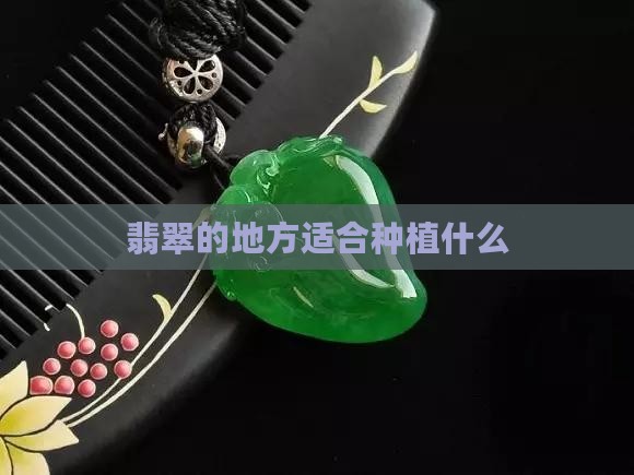 翡翠的地方种什么好