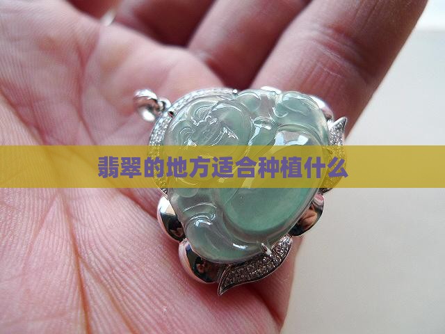 翡翠的地方种什么好