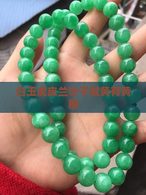 白玉虎皮兰叶子有黄圈