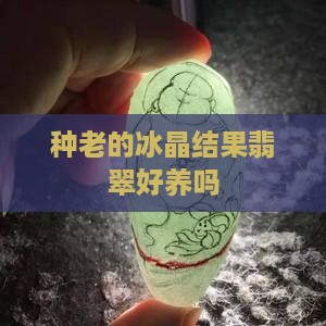 种老的冰晶结果翡翠好养吗