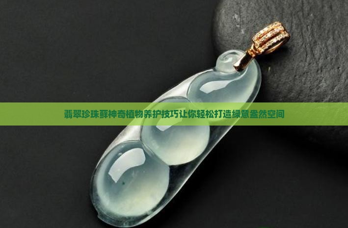 翡翠珍珠藓