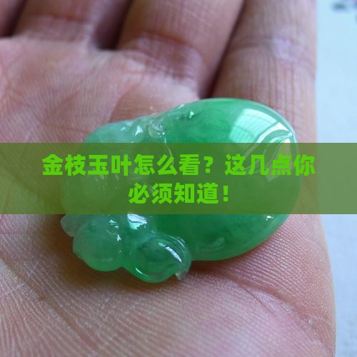 金枝玉叶怎么看