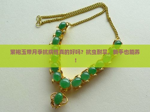 紫袍玉带月季抗病性怎么样