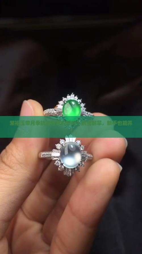 紫袍玉带月季抗病性怎么样