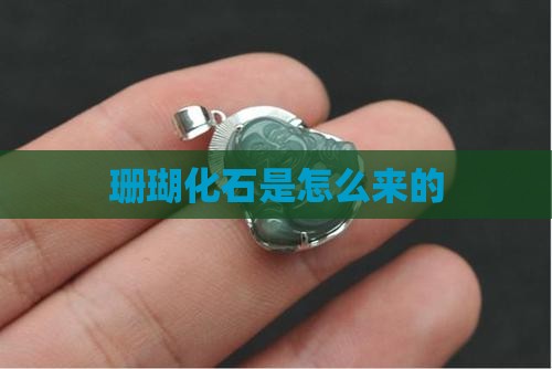 珊瑚玉是怎么来的