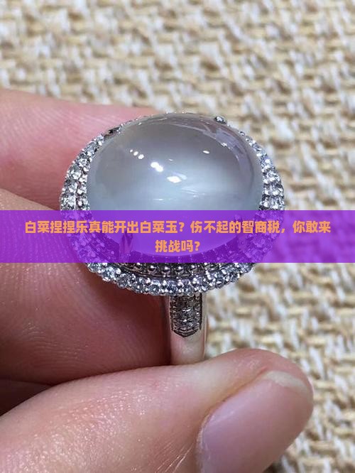 白菜捏捏乐开出白菜玉