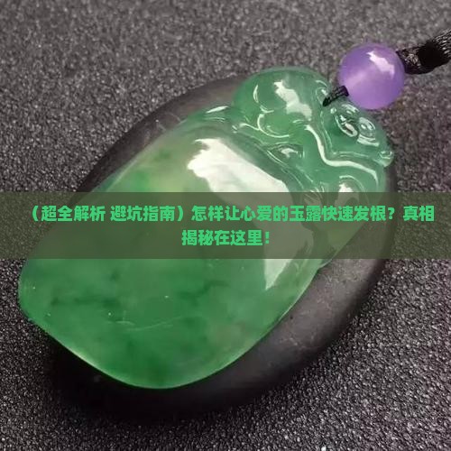 怎样让玉露发根