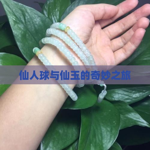 仙人球奇仙玉