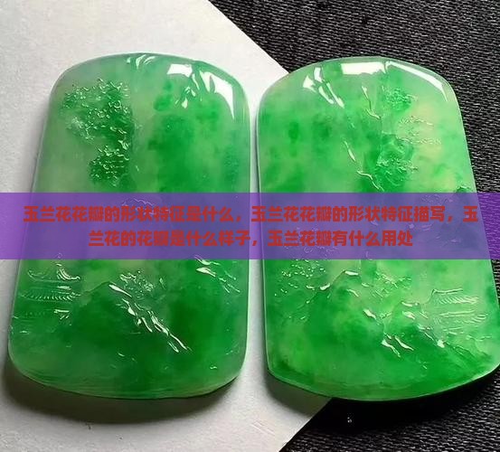 玉兰花花瓣的形状特征