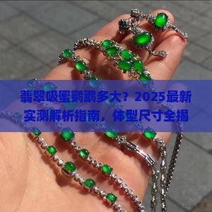 翡翠吸蜜鹦鹉多大