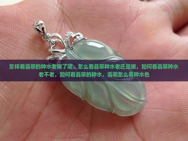 怎样看翡翠的种水老嫩了