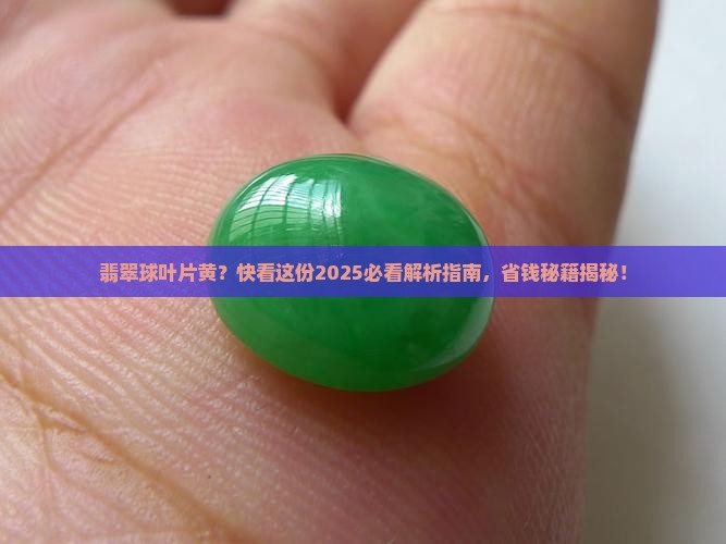 翡翠球叶片黄