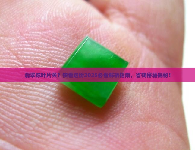 翡翠球叶片黄