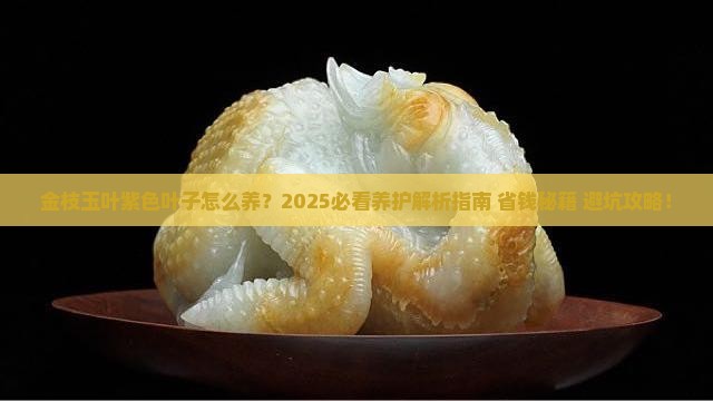 金枝玉叶紫色的叶子