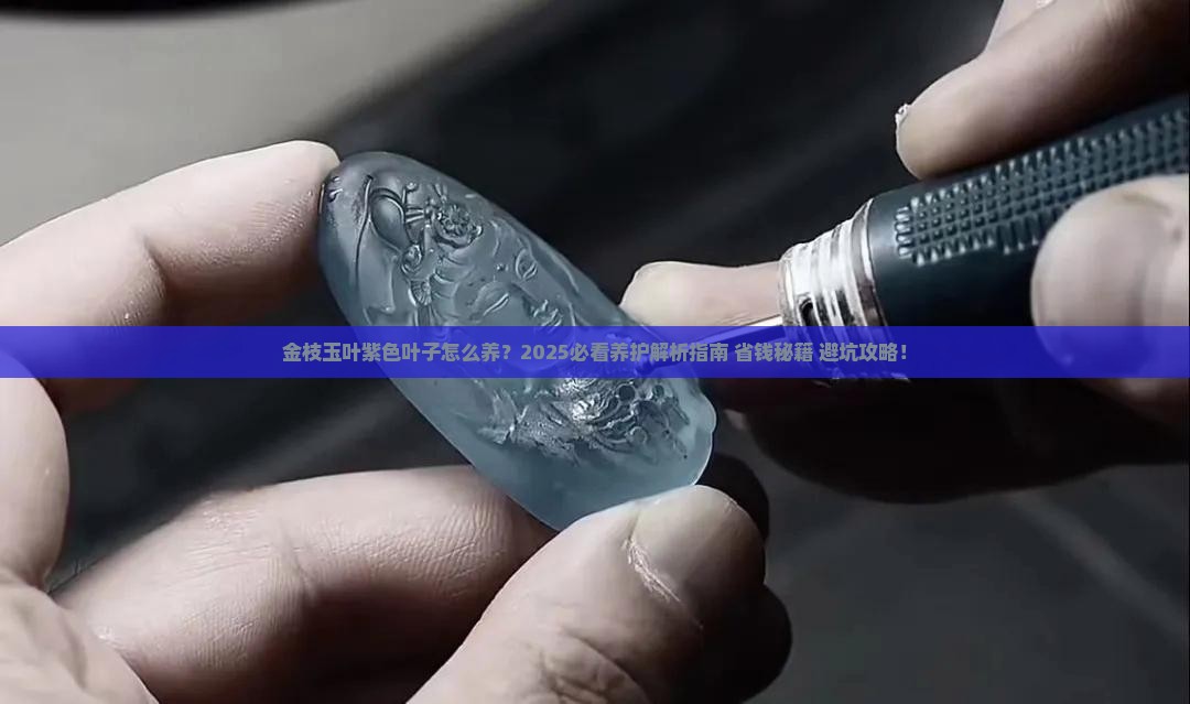 金枝玉叶紫色的叶子