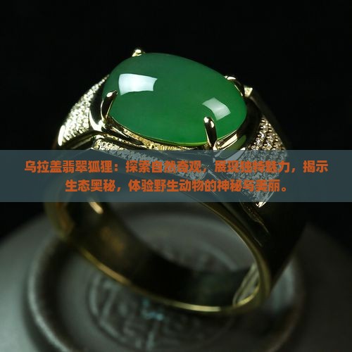乌拉盖翡翠狐狸