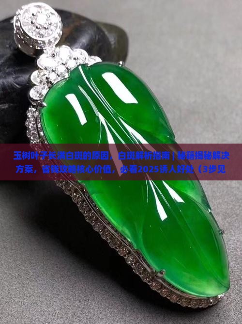 玉树叶子长满白斑的原因