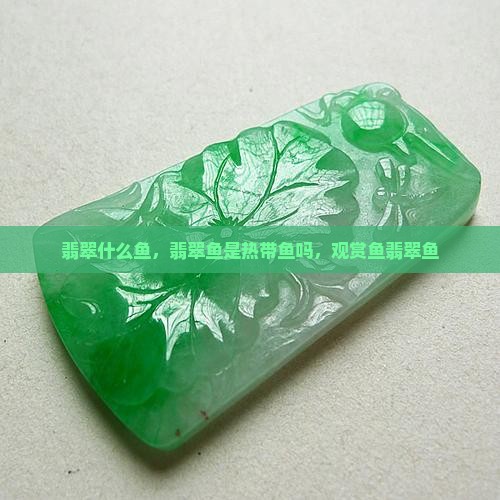 翡翠什么鱼