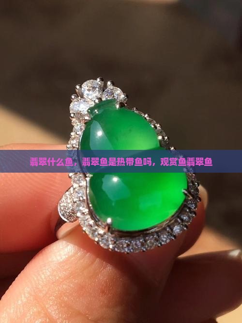 翡翠什么鱼