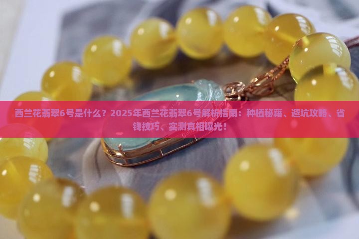 西兰花翡翠6号