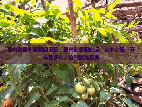 嘉兴到贵州贵阳哪里玩