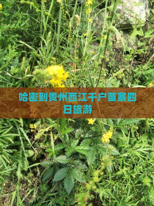 哈密到贵州西江千户苗寨四日游