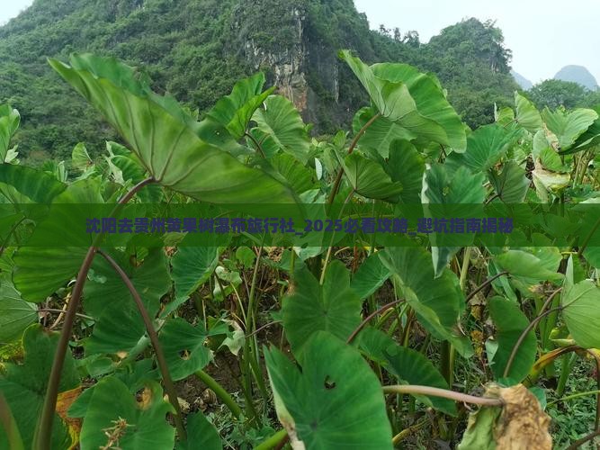 沈阳去贵州黄果树瀑布旅行社